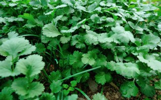 为什么有人很讨厌香菜，是基因决定还是心理作用？