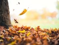 处暑吃什么水果？（应季水果功效及食用禁忌）