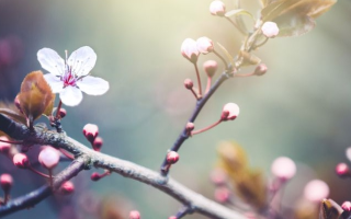 中元节是什么节日，承载千年记忆的独特传统节日