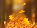 处暑是啥意思？（简单易懂的含义解释及节气特点）